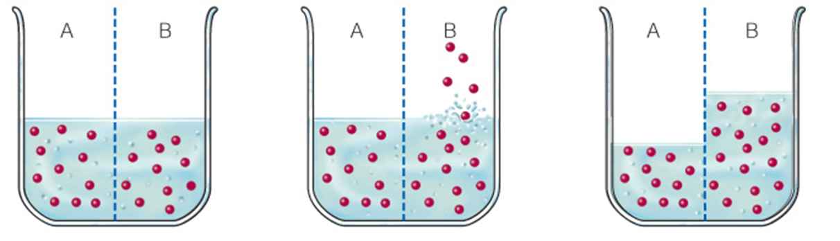 <ol><li><p><span>With equal numbers of dissolved particles on both sides of a water-permeable divider, water levels remain equal.</span></p></li><li><p><span>Now additional particles are added to increase the concentration on side B. Particles cannot flow across the divider. In the case of a cell, the divider (cell membrane) partitions fluids inside and outside the cell</span></p></li><li><p><span>Water can flow both ways across the divider but tends to move from side A to side B, where the concentration of dissolved particles is greater. The <em>volume </em>of water increases on side B, and the particle <em>concentrations </em>on sides A and B become equal</span></p></li></ol><p></p>