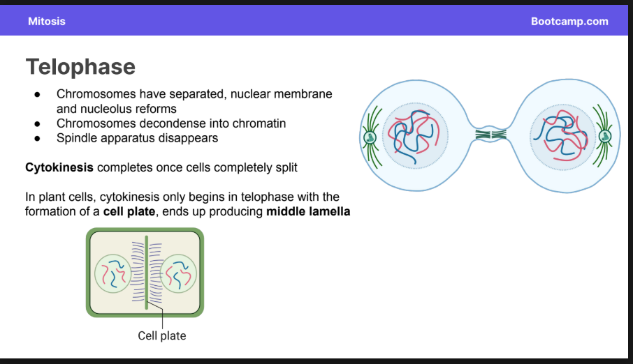 <ul><li><p><strong>Cytokinesis </strong>completes once cells completely split</p></li><li><p>In plant cells, cytokinesis only begins in telophase with the formation of a <strong>cell plate</strong>, ends up producing <strong>middle lamella</strong></p></li></ul><p></p>