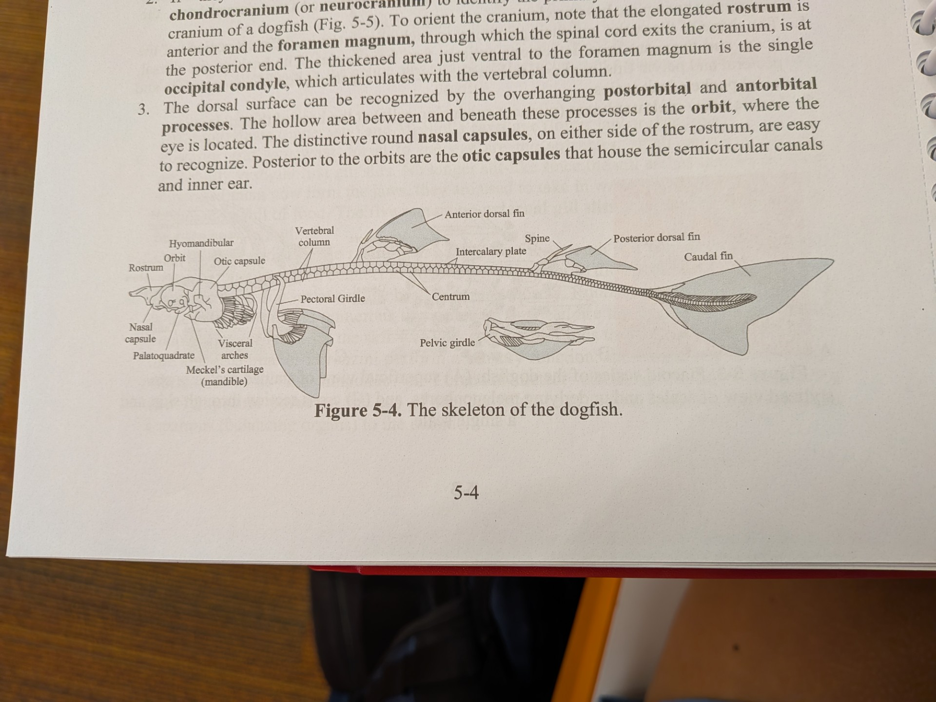 knowt flashcard image