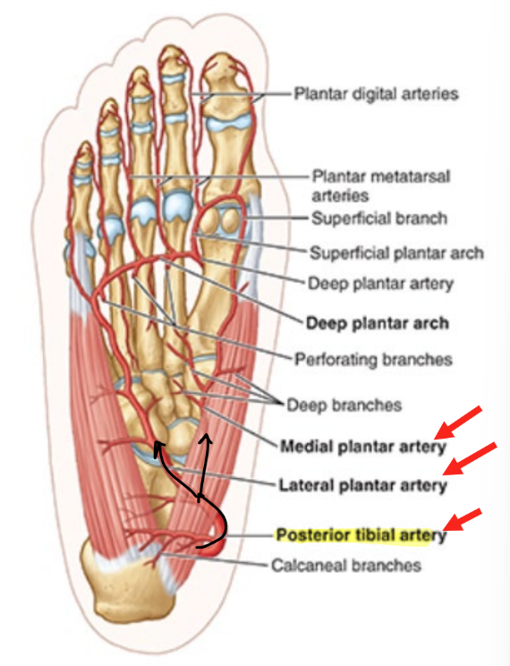 <ul><li><p>sole of foot supplied by <strong>posterior tibial artery</strong></p></li><li><p>branches into:</p><ul><li><p><strong>medial plantar artery</strong></p></li><li><p><strong>lateral plantar artery</strong></p></li></ul></li><li><p><u>nerves = corresponding names</u></p></li></ul><p></p>