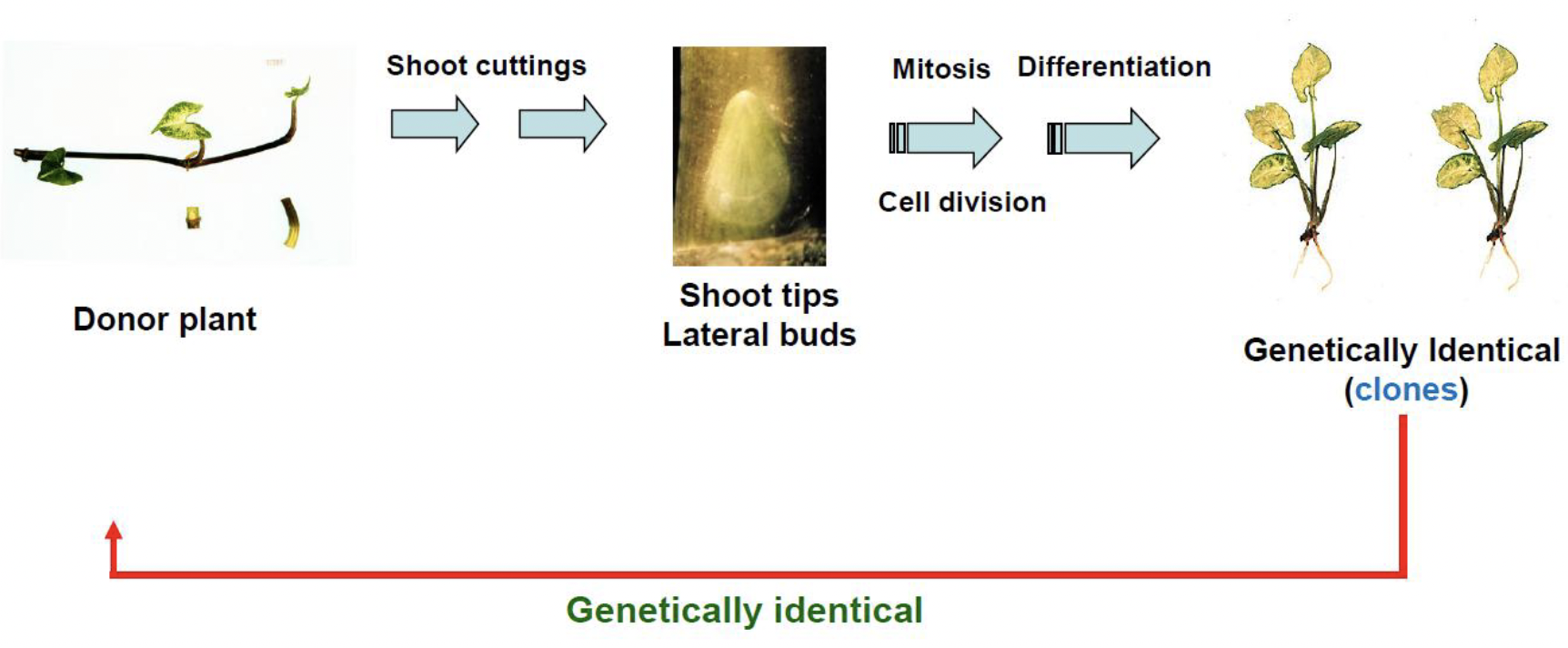 <p>Asexual Propagation is also known as _ or Clonal Propagation, and is used for plants that do not “breed true” from seed</p>