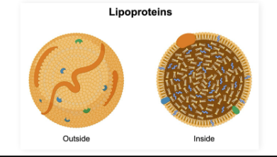 <ul><li><p><strong>Lipoproteins</strong>: Round complex of lipids and proteins that can carry lipophilic (hydrophobic) molecules through the blood</p></li></ul><p></p><ul><li><p>Outer coat composed of phospholipids, cholesterols, and proteins</p></li><li><p>Can carry molecules like cholesterol and proteins</p></li></ul><p></p><p></p>