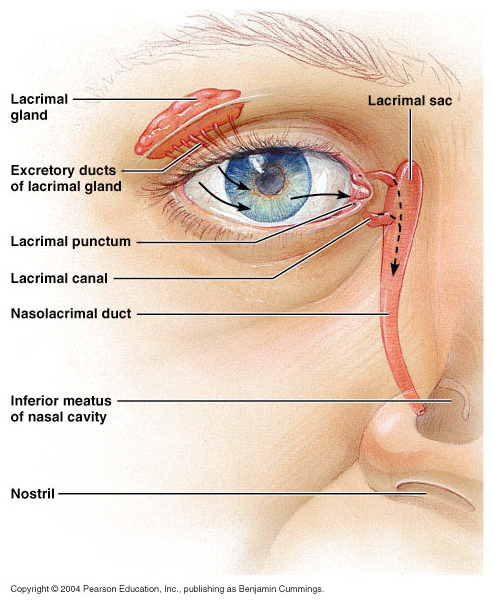 <p><span>Lacrimal gland, ducts</span></p>