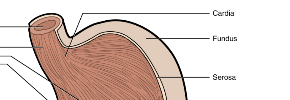 <p>stores undigested food and gases</p>