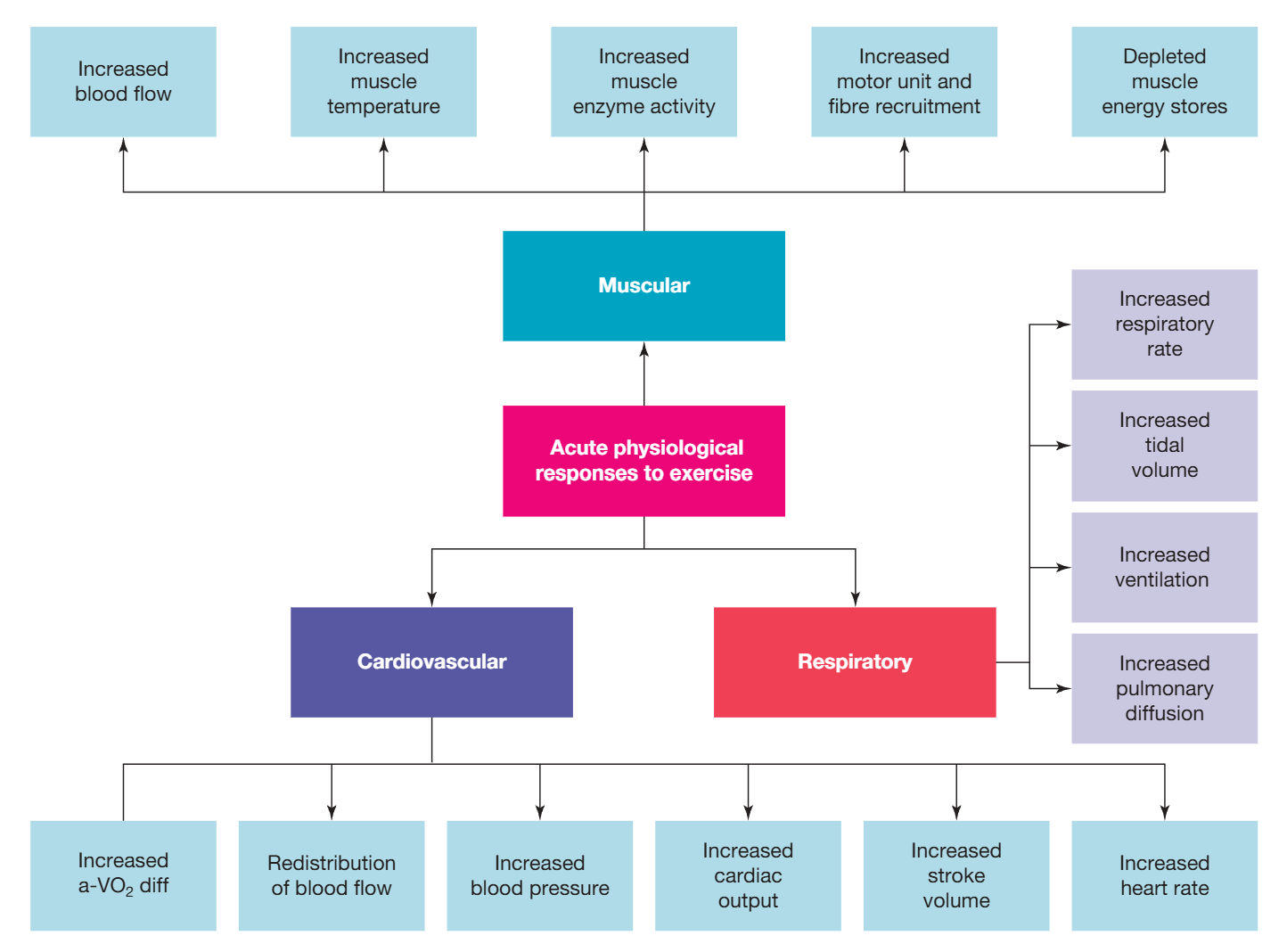 <ul><li><p>acute responses to exercise - immediate physiological responses in the body to support the increased energy demand during exercise. responses only last for the duration of the activity</p><ul><li><p>depend on the intensity + type of activity</p></li><li><p>are evident from the start to the end of the activity</p></li><li><p>due to the increased demande for energy by the working muscles</p></li></ul></li></ul><p></p>