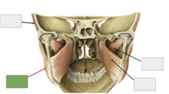 <p>Muscles of mastication: This is the</p>