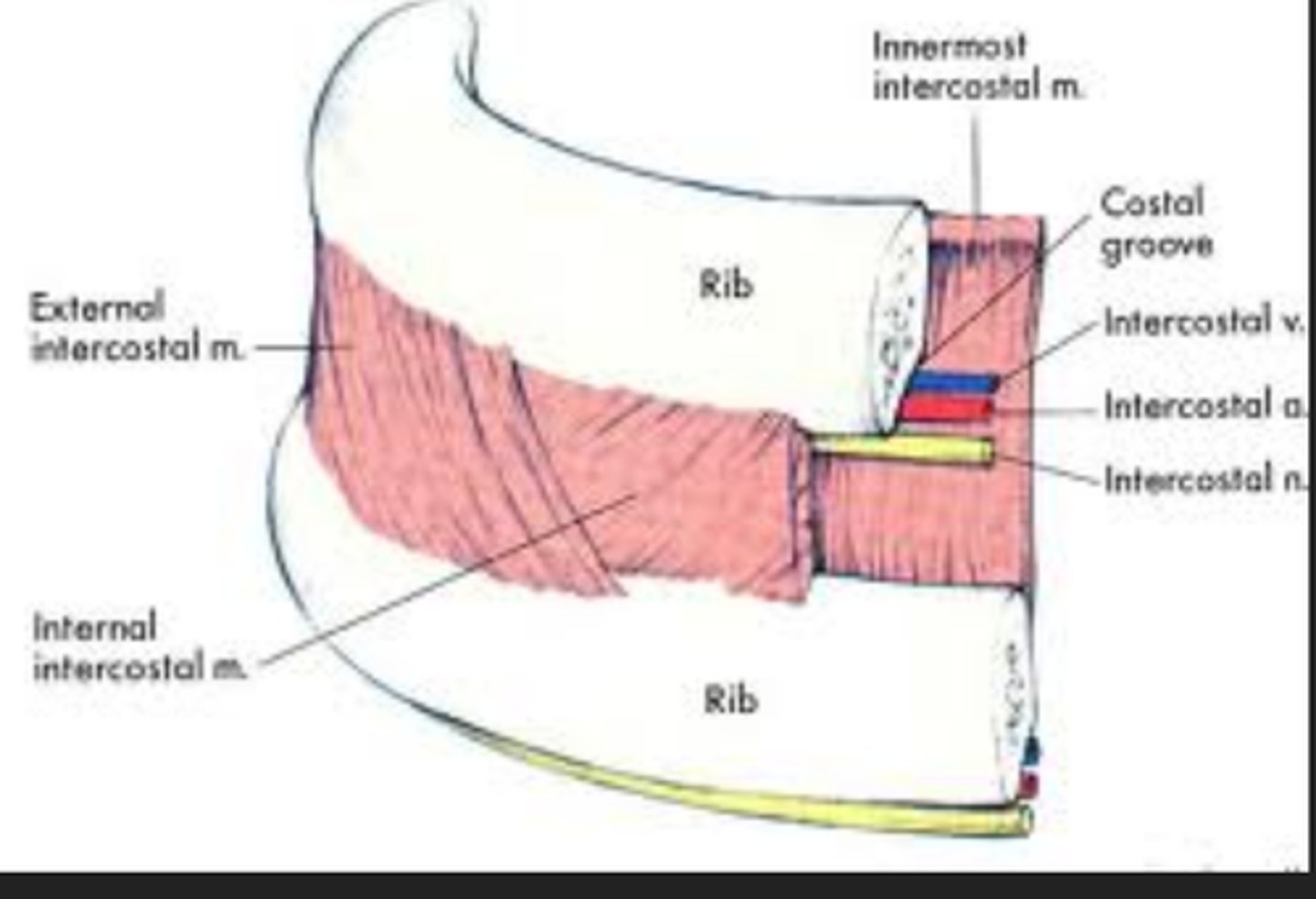 <p>lateral edge of costal groove of rib above</p>