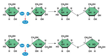 <p><span style="background-color: transparent; font-family: "Times New Roman", serif;">Disaccharides</span></p>