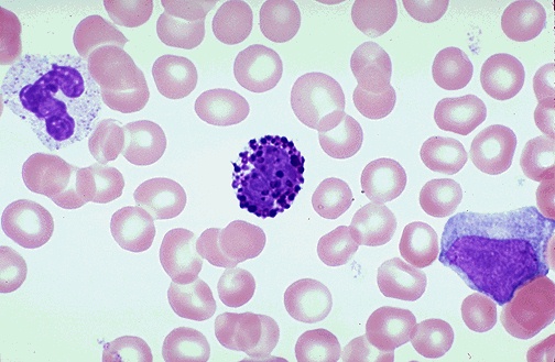 <ul><li><p>12-17 <span style="background-color: transparent;">μm</span></p></li><li><p><span style="background-color: transparent;">Nucleus: lobulated, often obscured by granules, coarse chromatin</span></p></li><li><p><span style="background-color: transparent;">Cytoplasm: light pink, obscured by granules</span></p></li><li><p><span style="background-color: transparent;">Granules: blue/black, large, abundant, prominent</span></p></li></ul><p></p>