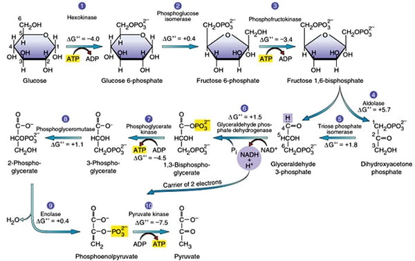<p><strong>Stage 1:</strong> - trapping glucose in teh cell for (consumption)</p><p>Step 1. phosphate addition to glucose - destabilization  and clevage (allosteric inhibition)</p><ul><li><p>glucose + atp; —-(hexokinase/glucokinase) (in the liver)—→ Glucose 6 phosephate + atp + h+</p></li><li><p>energy = (delta)G -33.5 kg/mol - spontaneous and irreversible) -<strong>kinetic regulatory stage</strong></p></li></ul><p>Step 2- glucose to furctose (creation of symmetry)</p><ul><li><p>Glucose 6-phosephate  —(phosphoglucose isomoerase)—> fructose 6-phosphate</p></li><li><p>energy= (Delta) G =-2.5kj/mol</p></li></ul><p></p><p>Step 3- addition of the second phosphate group (further desttabaliation)</p><ul><li><p>fructose 6-phosephate + ATP —-(Phosphofructokinase)—> Fructoose 1, 6 biphosphate + adp + h+</p></li><li><p>energy = (delta)G -33.5 kg/mol - spontaneous and irreversible + committed step) -<strong>kinetic regulatory stage</strong></p></li></ul><p></p><p><strong>Stage 2:</strong> Gap production (cleavage)</p><p>Step 4- Split of fructose into DHAP + GAP</p><ul><li><p>Fructose 1-6 biphosphoros —-(aldolase)—> DHAP( not convertible) + GAP</p></li><li><p>Energy- (Delta G) = -1.3 kj/mol</p></li></ul><p>Step 5 - Conversion of DHAP to GAP</p><p>DHAP —- (Triose phosphate Isomerase) —→ GAP</p><p>Energy- Delta G = +2.5 kj.mol (unfavorable to favorable)</p><p></p><p><strong>Stage #3 </strong>- ATP production (note happens twice) (allosteric activation)</p><p>Step #6 - NADH prodution + phosphorilation of GAP</p><ul><li><p>GAP + NAD+ —-(Gap Dehydrogenase)—> 1,3 BPG (has 2 phosphate groups) + NADH +h+</p></li><li><p>Energy = -1.7kj/mol)</p></li></ul><p></p><p>Step #7- Phosphate group transfer to ATP (2 atp produced total)</p><ul><li><p>1,3 BPG + ADP + H+ —-(Phosphoglycerate Kinase)—> 3 phosphoglycerate (3-PG)</p></li><li><p>Energy- (delta) G = +1.3kj/mol</p></li></ul><p></p><p>Step #8 - intermolecular phosphaete transefer (Destabalization)</p><ul><li><p>3-PG —-(phosphoglycerate mutase)—> 2 phosphate glycerate (2pg)</p></li><li><p>Energy: +0.8kj/mol</p></li></ul><p></p><p>Step #9 - Enol formation</p><ul><li><p>2-PG —(Enolase)—> phosphenolpyruvate (pep) (very high energy intermediate)</p></li><li><p>Energy: Delta G = -3.3 kj/mom</p></li></ul><p></p><p>Step #10 - pyruvate formation + ATP formation (allosteric inhibition)</p><ul><li><p>Pep + adp + H+ —-(pyruvate kinase)-→ pyruvate + ATP</p></li><li><p>energy = -61.8 kj per mol ( irrevrsible, spontaneous, kinetic regulatory step)</p></li></ul><p></p><p>Net atp producced =4 atp</p><p>total energy = -96.32</p><p></p><p></p><p></p><p></p>