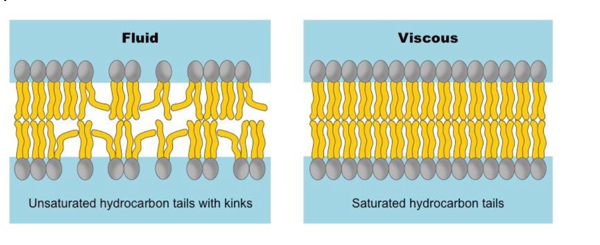 <ul><li><p><strong>Temperature:</strong> Heat increases fluidity (movement increases); cold increases viscosity (solidification).</p></li><li><p><strong>Saturation:</strong> <strong>Unsaturated</strong> tails (with kinks) increase fluidity by preventing tight packing. <strong>Saturated</strong> tails (straight) decrease fluidity by packing tightly.</p></li><li><p><strong>Cholesterol:</strong> Acts as a <strong>buffer</strong>. </p><ul><li><p>At <strong>warm temperatures</strong>, it restrains phospholipid movement so the membrane doesn't become too liquid.</p></li><li><p>At <strong>cool temperatures</strong>, it gets in the way of tight packing, preventing the membrane from solidifying.</p></li></ul></li></ul><p></p>