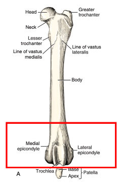<p>Q: …… are two large prominences articulating with tibia. A. Sesamoids </p><p>B. Lateral malleolus </p><p>C. Fovea capitis </p><p>D. Medial and lateral condyles</p>