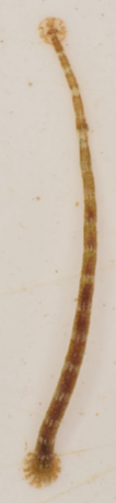 <p>fish leech. Generally small and thin, with large disc shaped sucker at each end</p>