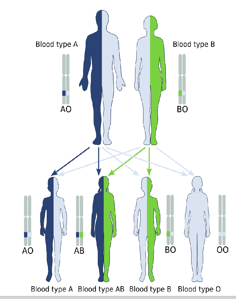<p>What is autosomal inheritance?</p>