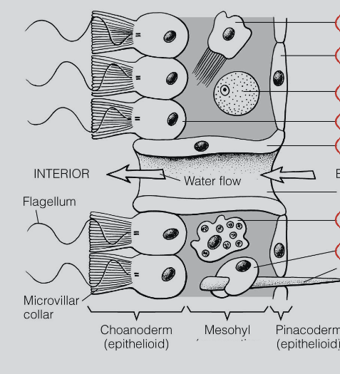<p>where do the major cell types go? </p>