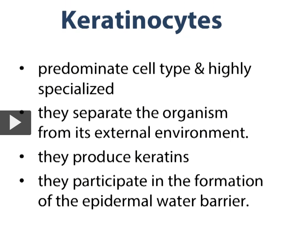 <p>Keratinocytes are a predominant cell type. It is highly specialized, their job is to isolate us from the environment. </p><p>The main function of keratinocytes is to produce keratin. These cells synthesize keratin. The keratin is going to ultimately create a water barrier separating out epidermis and protecting us from the environment </p>