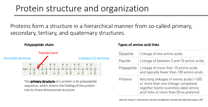 <p> polypeptide sequence</p><ul><li><p>which directs the folding of the protein into its three-dimensional structure.</p></li></ul><p></p>