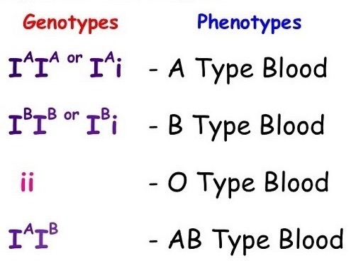 <p>Codominance</p><ul><li><p> <span> </span>Iᴬ and Iᴮ are both fully expressed together</p></li><li><p> IᴬIᴮ = Blood type AB</p></li></ul><p>Complete dominance</p><ul><li><p> i is recessive and is masked when paired with Iᴬ or Iᴮ</p></li><li><p> Iᴬi→ blood type A and Iᴮi→ blood type B</p></li></ul><p></p>