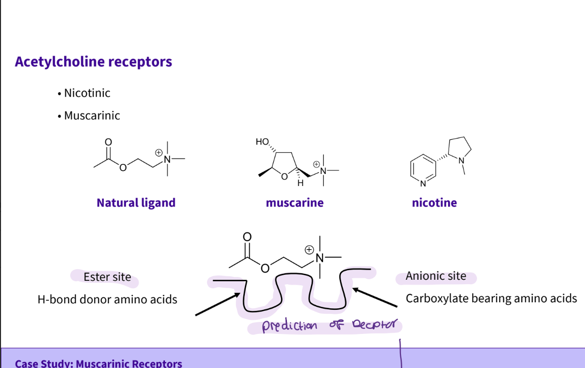 <ul><li><p>group capable of forming hydrogen bonds</p></li><li><p>charged nitrogen forms electrostatic interactions</p></li><li><p>ester site </p></li><li><p>anionic site </p></li></ul><p></p>