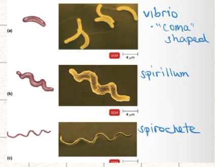 <p>all are motile</p><ul><li><p>vibro</p></li><li><p>spirillum</p></li><li><p>spirochete</p></li></ul><p></p>