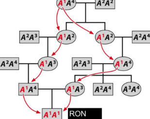 <p>what is this an example of? when two identical alleles in the homozygous genotype came down from different ancestors</p>