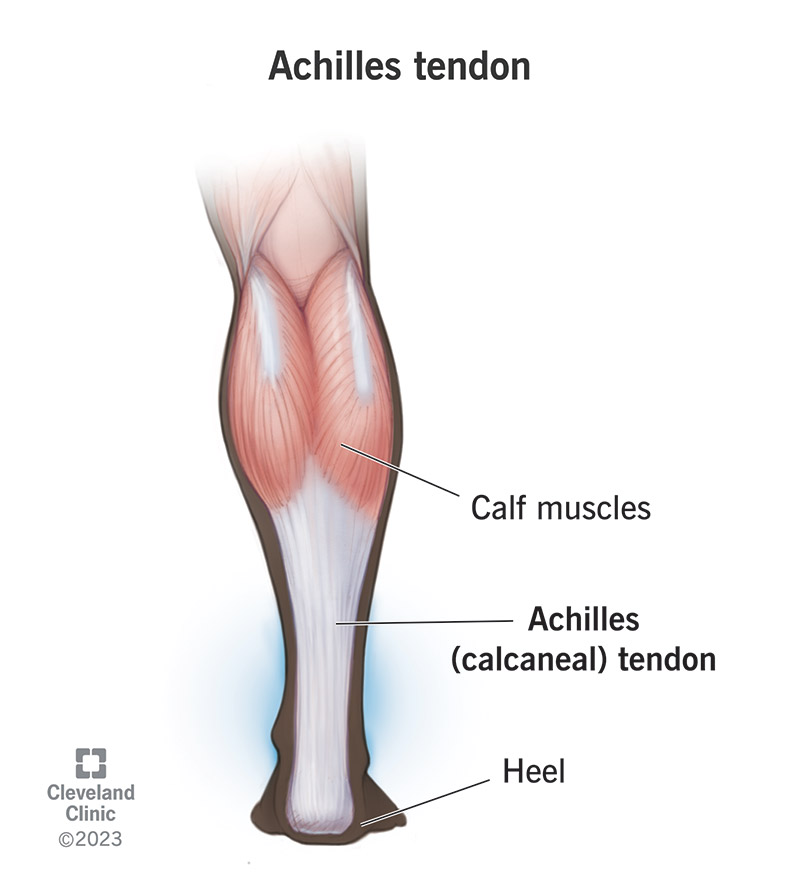 <p>what is a Tendon?</p>