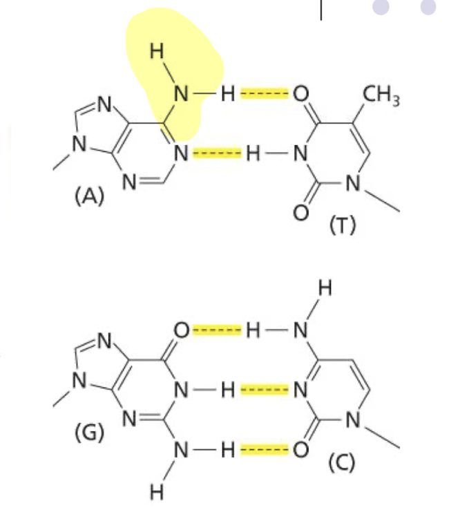 <p>GC pairs have higher base stacking interactions due to greater surface area, which is the major contributor to why high GC content DNA has elevated T<sub>m</sub>. A minor contributor is that GC pairs have 3 h-bonds while AT pairs have 2</p>