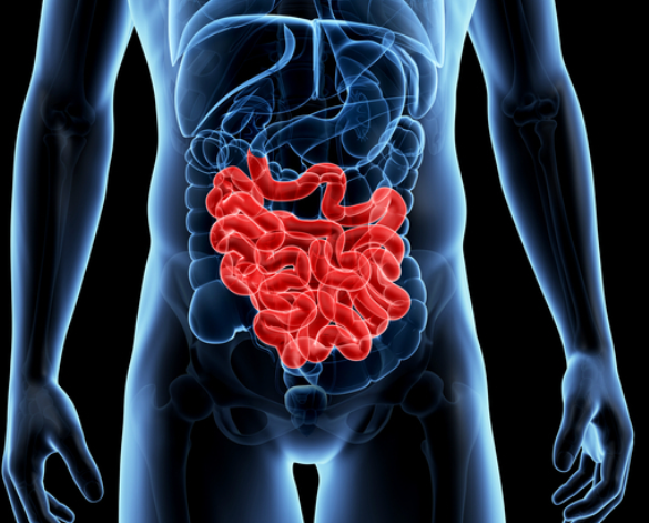 <p>what happens in the <strong>small intestine</strong>?</p>