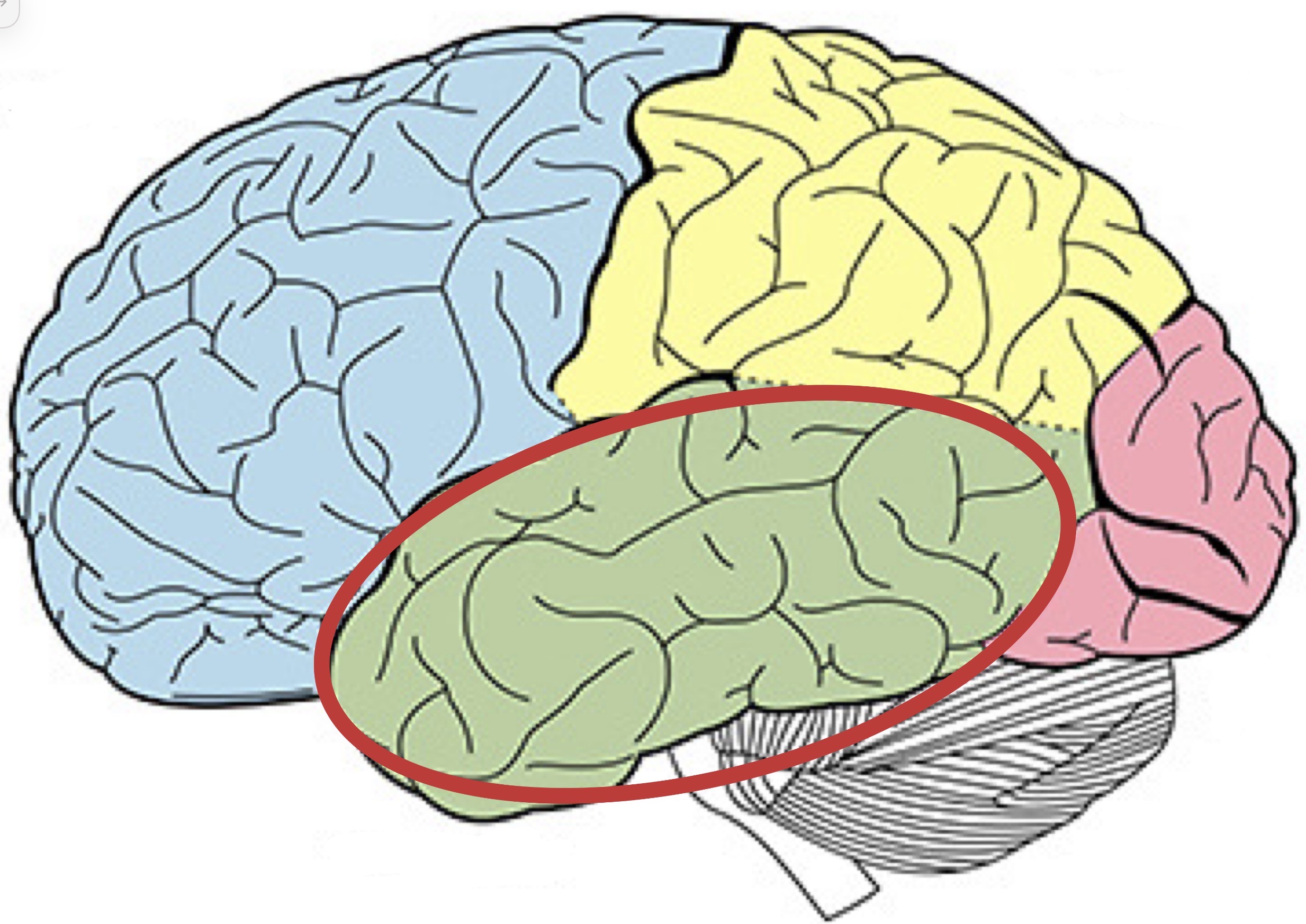 <p><strong>Name the following part of the brain</strong></p>