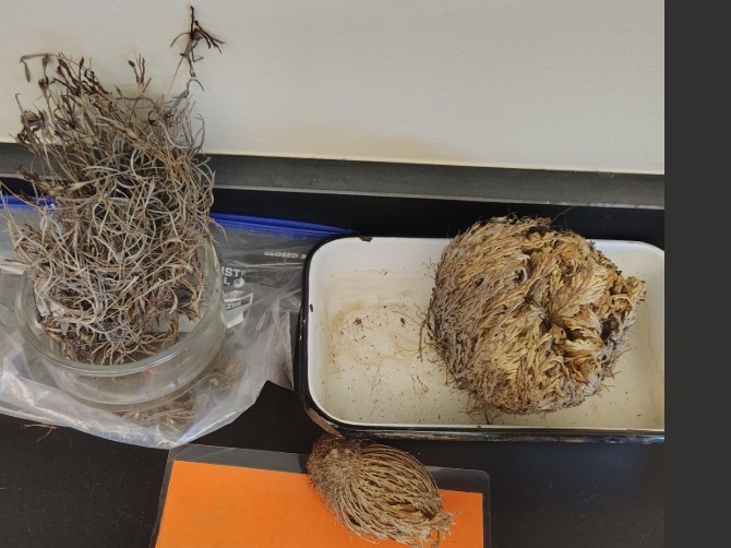 <ol><li><p>Name the phylum</p></li></ol><p></p>