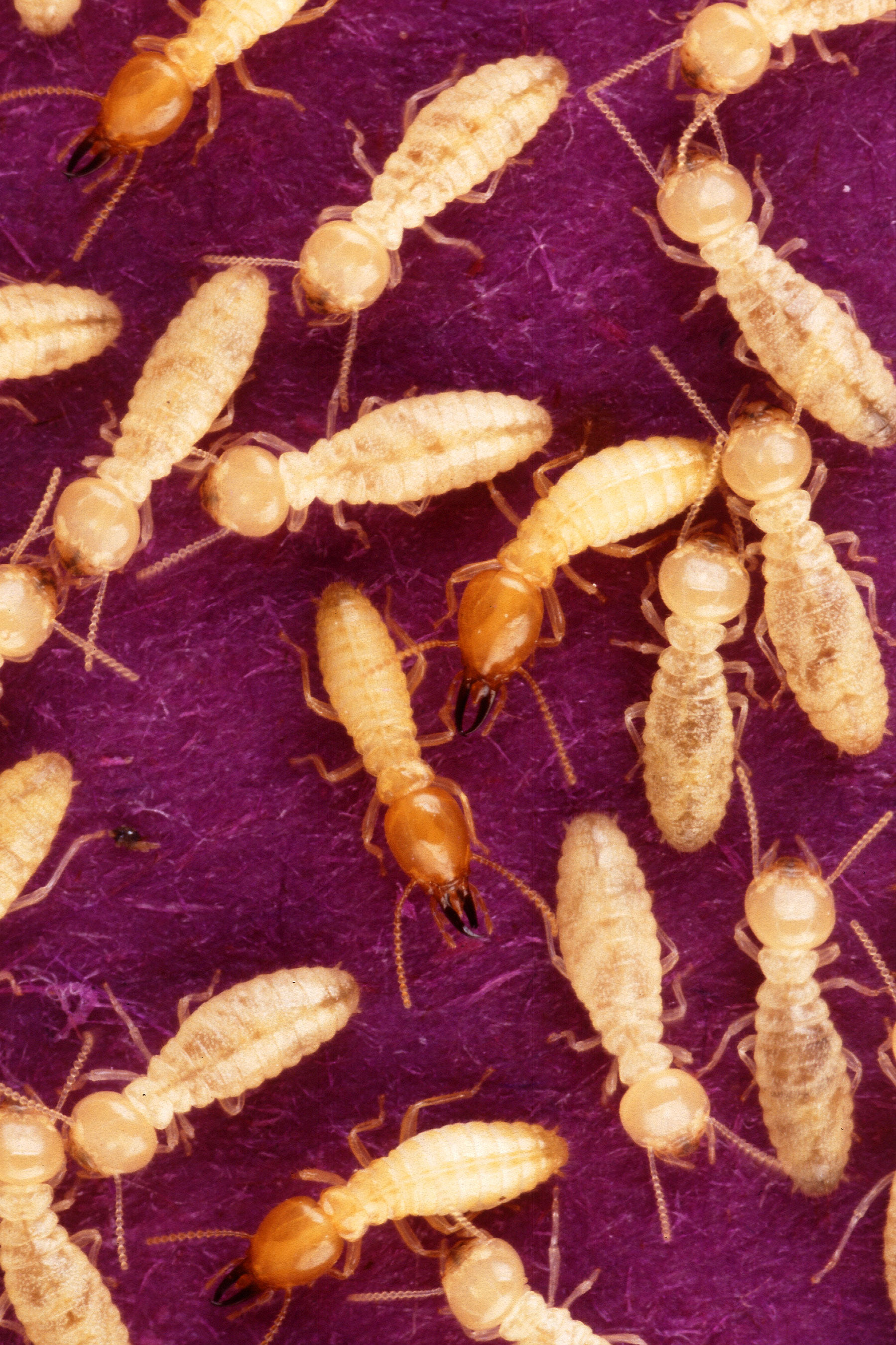 <p>what order are these insects found in?</p>