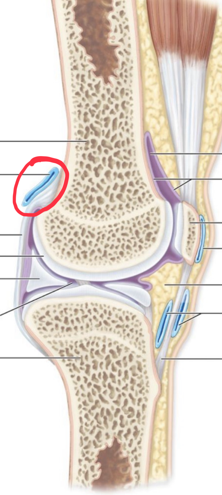 <p>What structure is this?</p>