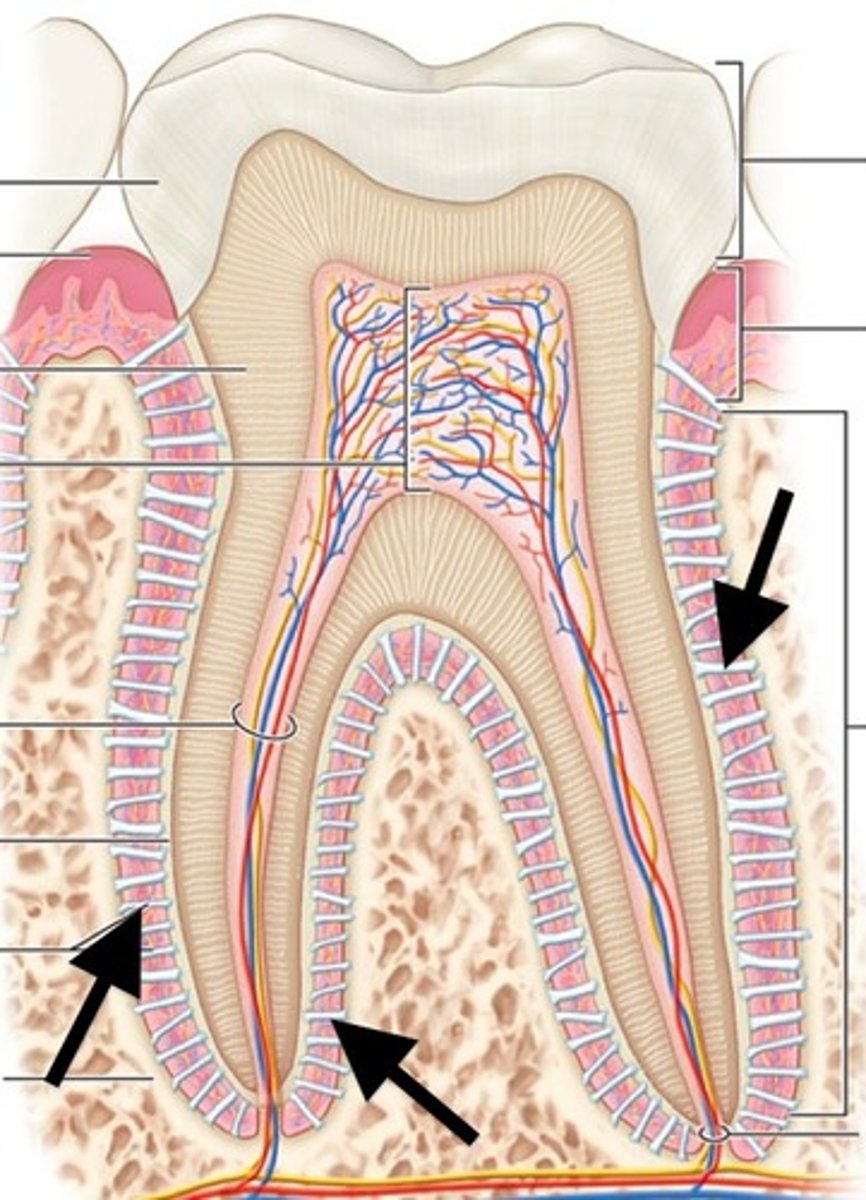 <p>fibers connecting the cemetum to the bone</p>