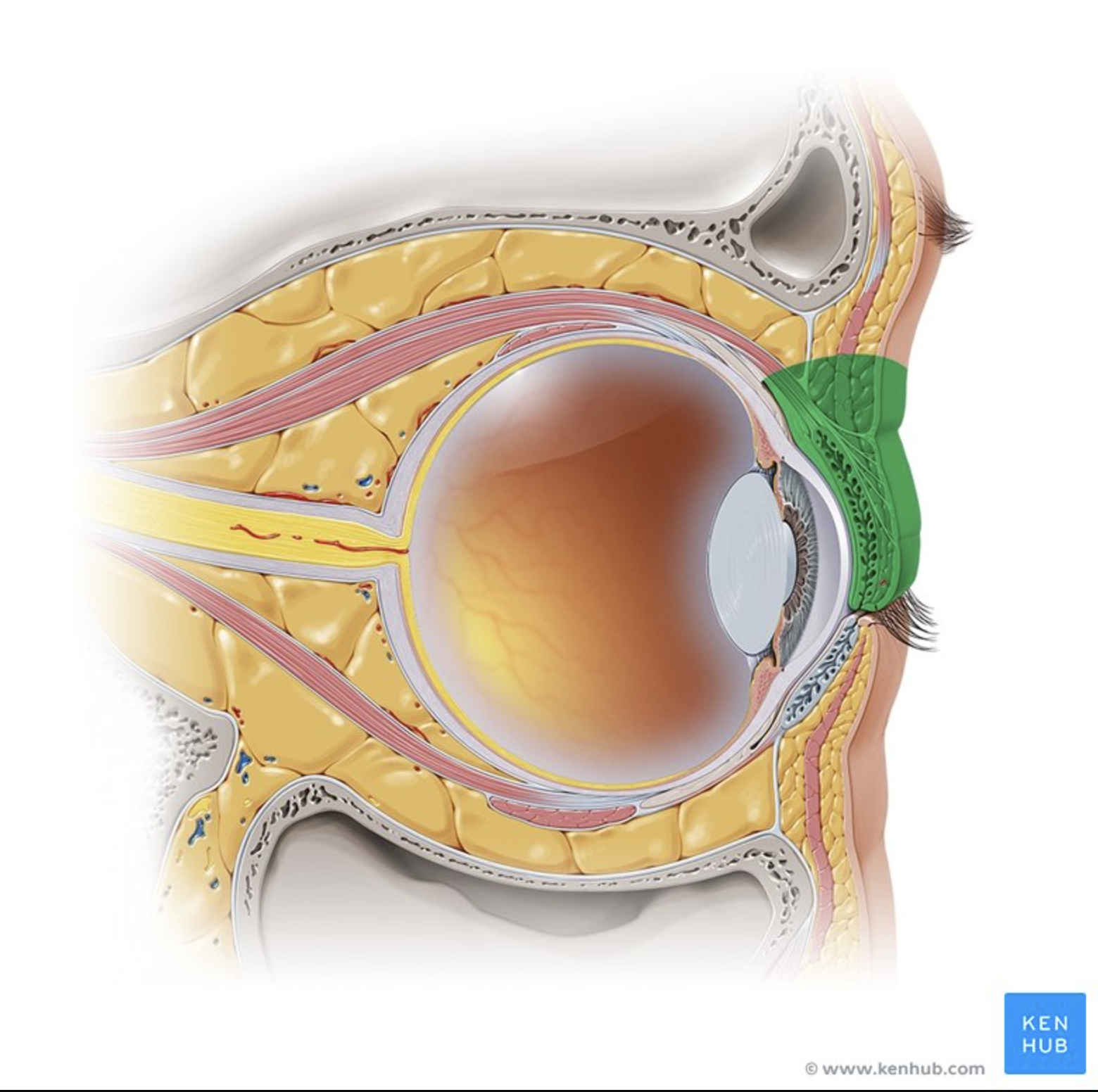 <p>Protect the eye.</p>