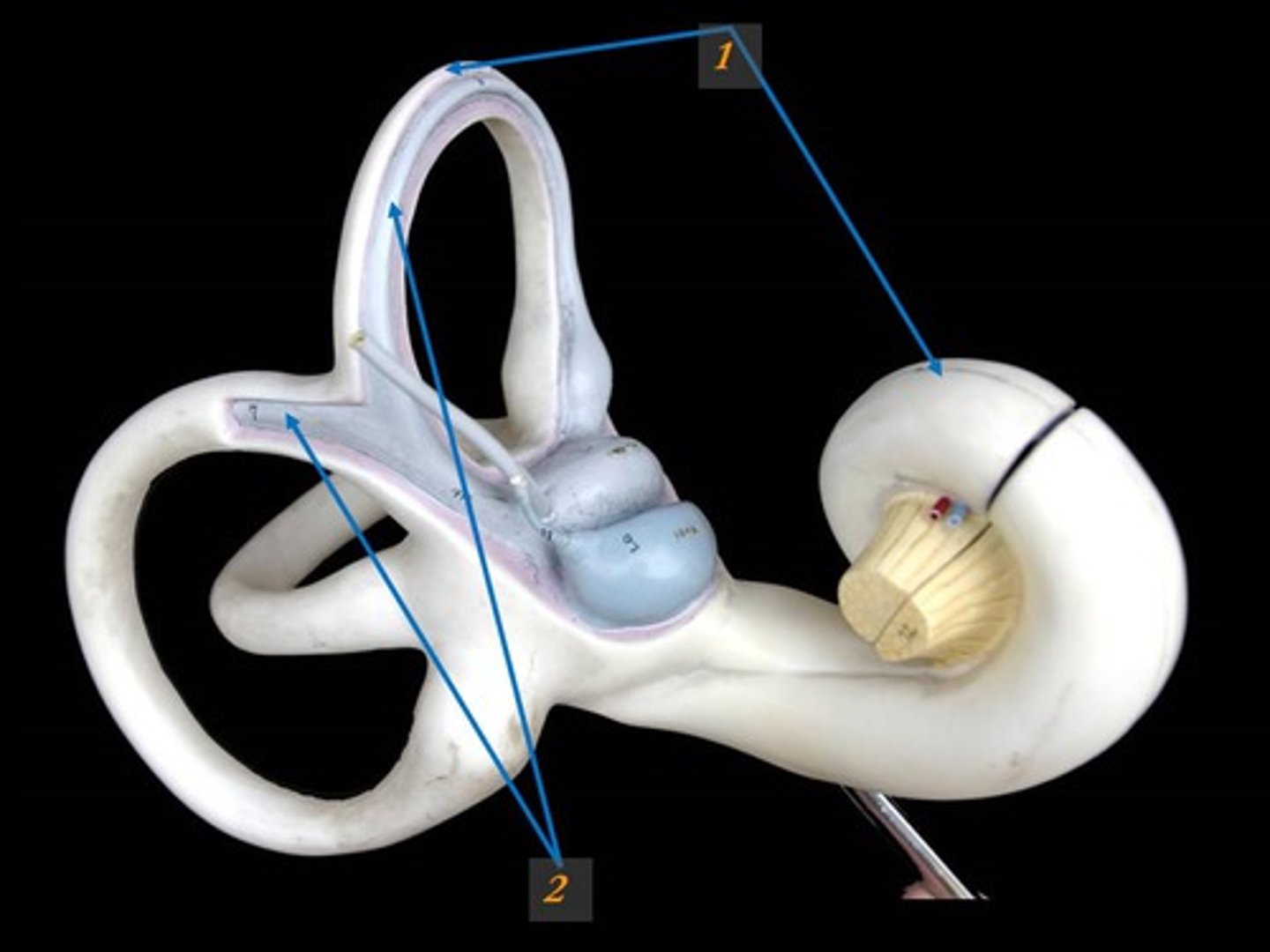 <p>Bony canal in temporal bone filled with perilymph</p>