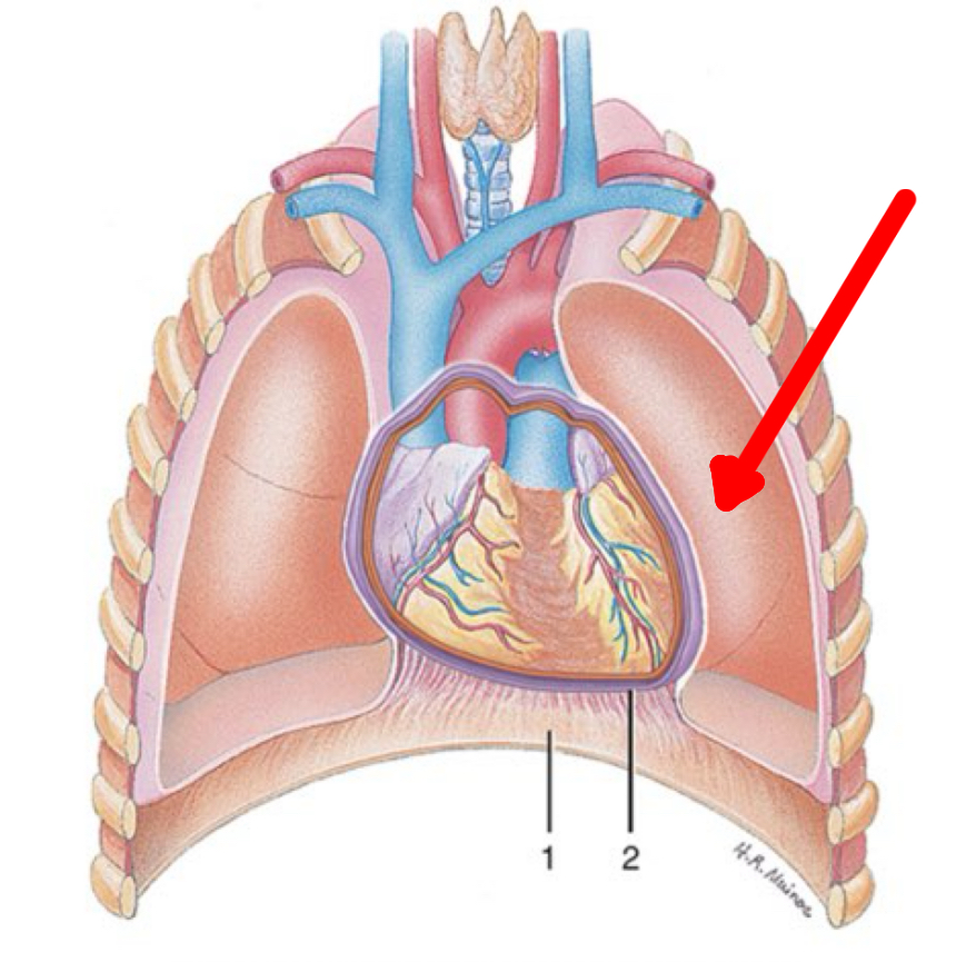 <p>Identify the organ the red arrow it pointing to.</p>