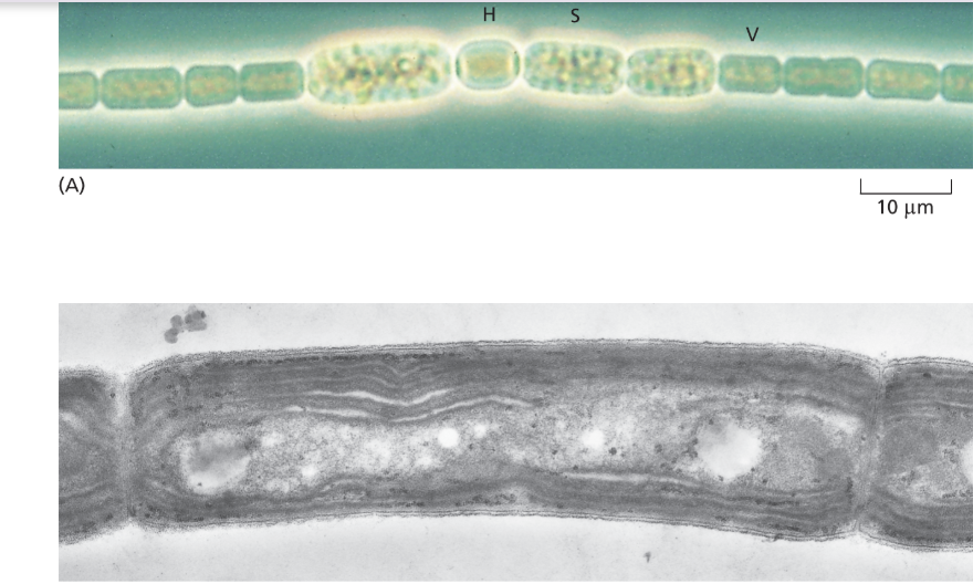 <p>Some bacteria are photosynthetic </p>