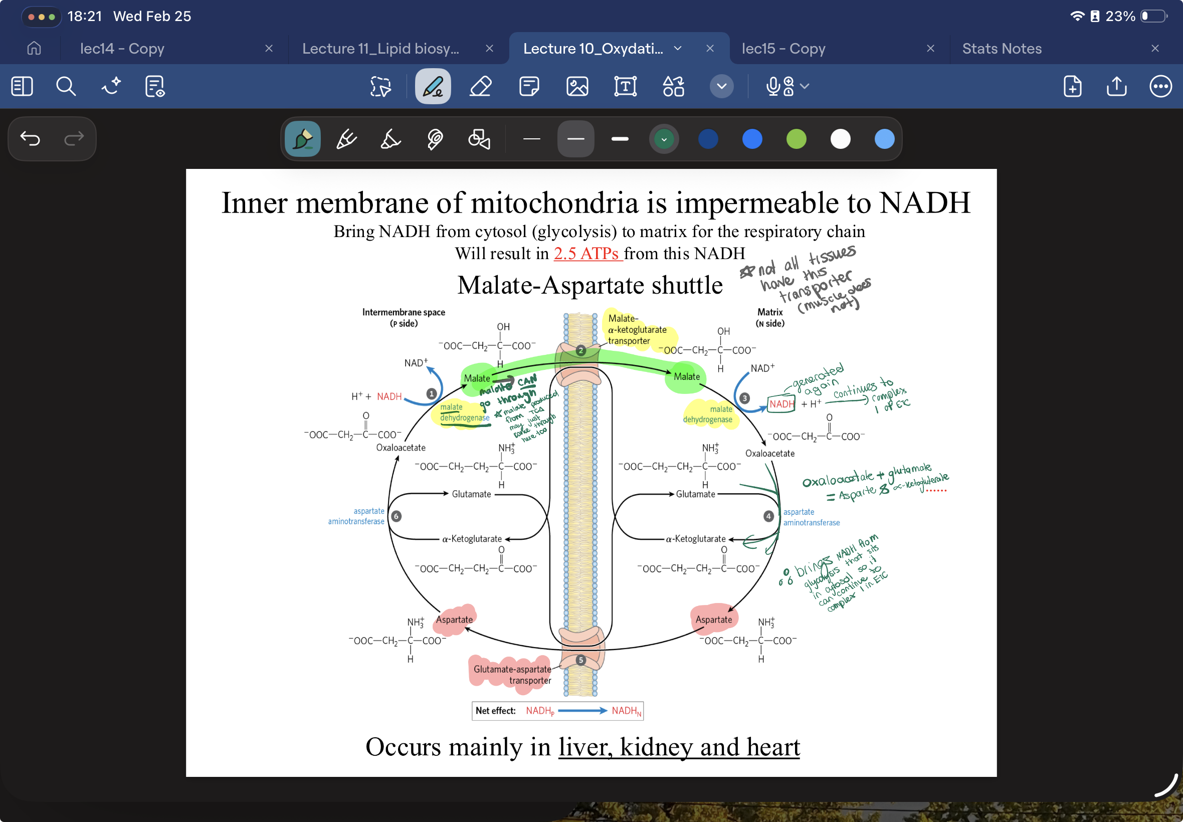 <p><strong>IMM is impermeable</strong><span><span> to almost everything, including </span></span><strong>NADH</strong><span><span> and </span></span><strong>Protons, so NADH  must </strong>use MALATE ASPARTATE SHUTTLE</p><p><span><strong><span>How it works:</span></strong></span></p><ol><li><p><span><span> In the cytosol, NADH gives its electrons to </span><strong><span>Oxaloacetate</span></strong><span>, turning it into </span><strong><span>Malate</span></strong><span>.</span></span></p></li><li><p><span><strong><span>The Crossing:</span></strong><span> There is a specific transporter that </span><em><span>will</span></em><span> let </span><strong><span>Malate</span></strong><span> into the mitochondria. (MALATE-ALPHA-KETOGLUTERATE TRANSPORTER)</span></span></p></li><li><p><span><strong><span>The Handoff:</span></strong><span> Once inside, Malate turns back into Oxaloacetate and gives the electrons to a </span><strong><span>Mitochondrial NAD+ </span></strong><span>via MALATE DEHYDROGENASE—> creating </span><strong><span>Mitochondrial NADH</span></strong><span>.</span></span></p></li><li><p>Oxaloacete is converted to Aspartate which can pass back into inter membrane via GLUTMATE-ASPARTATE SHUTTLE…Aspartate back to oxaloacteate and cycle continues….</p></li></ol><p></p><ul><li><p><span><strong><u><span>OCCURS in </span></u><span>liver kidney heart bc they need a lot of ATP</span></strong></span></p></li></ul><p></p>