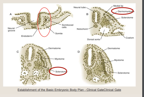 <p>•Sclerotome is ventro-medial: differentiates into <strong>chondrocytes</strong> (cartilage cells). </p><ul><li><p>Contribute to the vertebrae, ribs, and axial skeleton</p></li><li><p> • Skull bones • Ossicles of the middle ear • Rib cage and sternum • Vertebral column</p></li></ul><p></p>