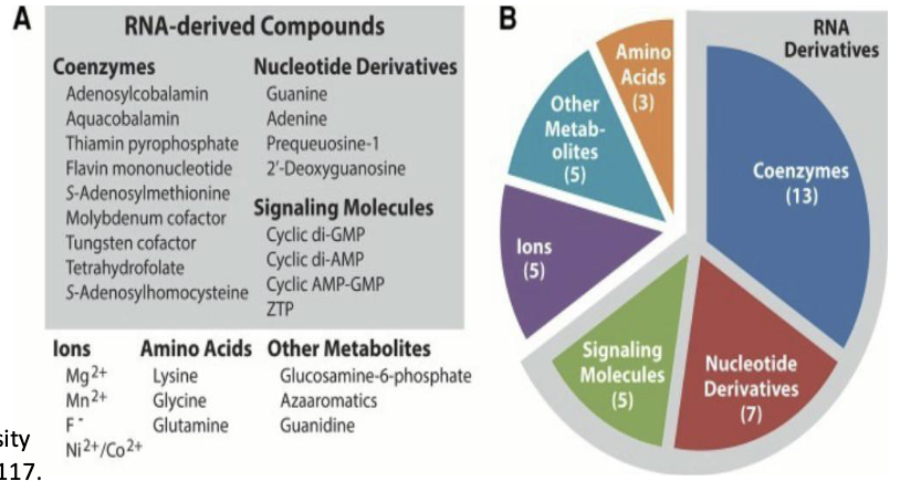 <p><strong>Control of transcription by mRNA secondary structure</strong></p><ul><li><p><strong><em>Riboswitches</em></strong> = Regulatory molecules that bind RNA and alter its shape</p><ul><li><p>Changed shape in leader areas of mRNA can prevent continuation of transcription.</p></li><li><p>Changed shape around start codons in mRNA can prevent ribosomes from translating the mRNA.</p></li></ul></li><li><p>These are<strong><em> capable of controlling either transcription or translation,</em></strong> depending on the conformation induced in the RNA molecule.</p></li></ul><p><em>**Don’t memorize RNA-derived Compounds</em></p>