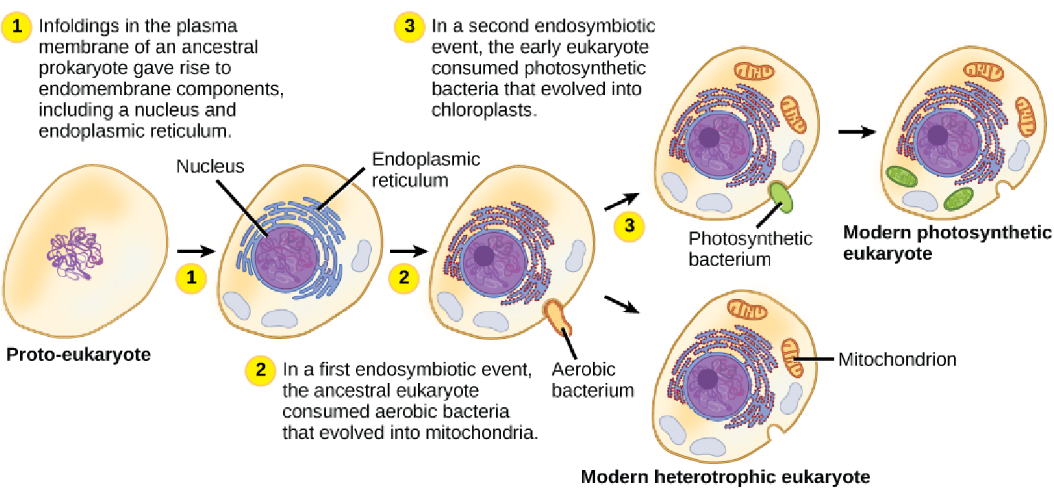 <p>relationship where one organism lives inside the other and both benefit</p>
