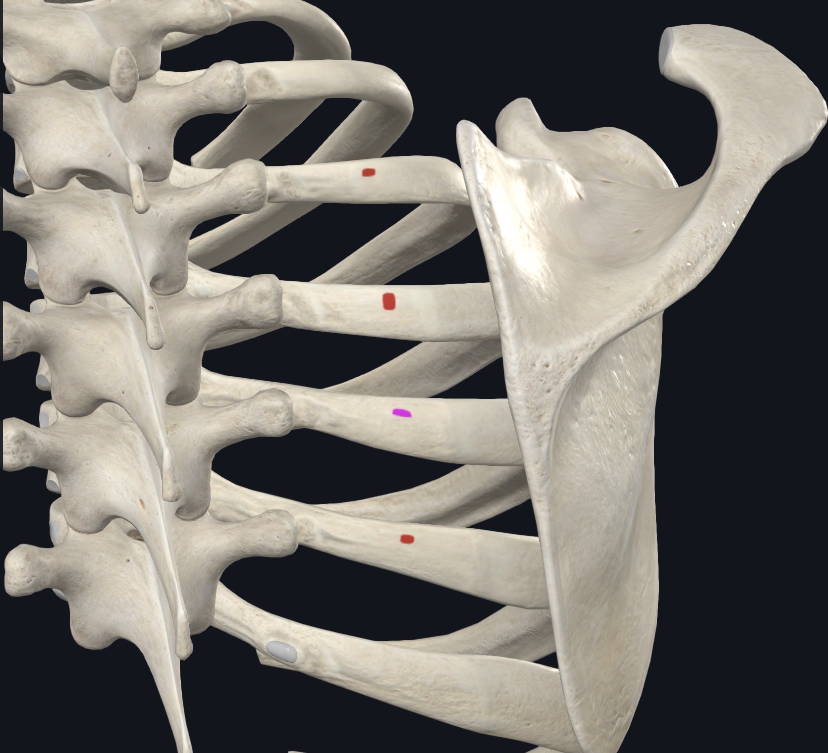 <p>Angles ribs 3-6</p>