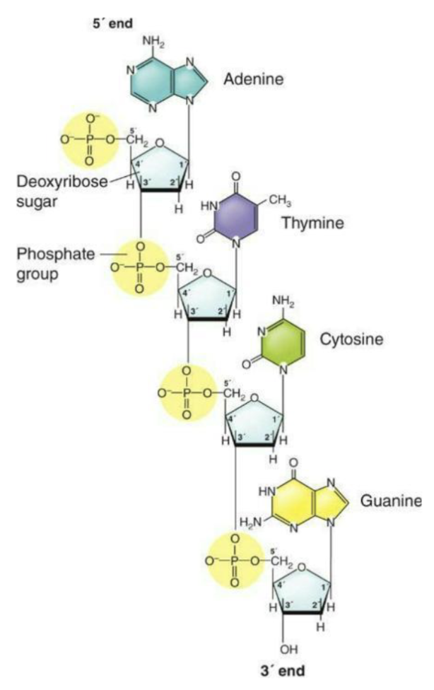<p>Each nucleotide building block of DNA consists of</p><ul><li><p>A five-carbon sugar, 2-deoxyribose</p></li><li><p>A phosphate group attached to the 5' carbon of the sugar</p></li><li><p>A nitrogenous base attached to the 1' carbon of the sugar</p></li></ul><p></p>