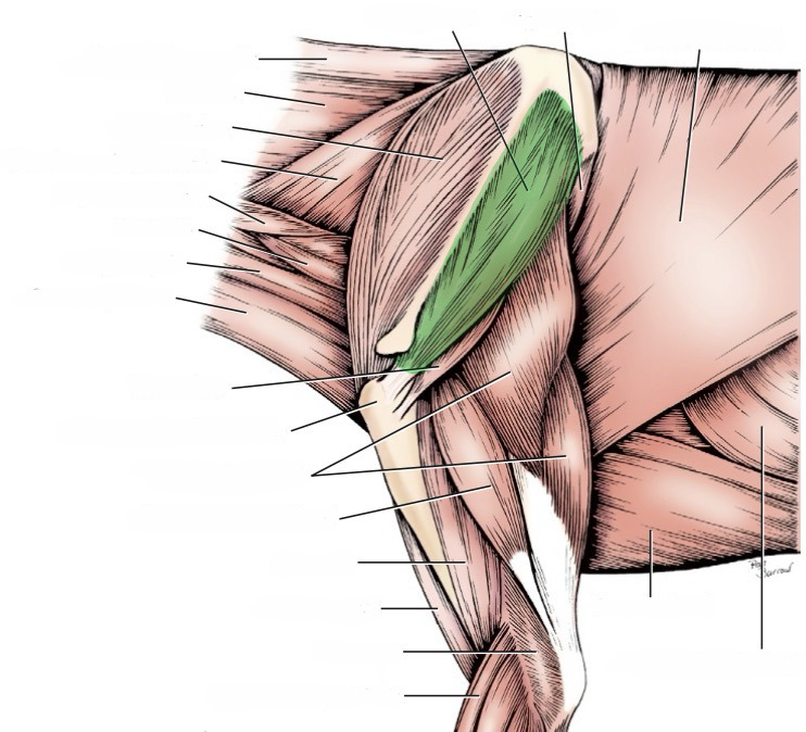<p>action- abduct shoulder, rotate shoulder laterally, extend or flex the joint</p><p>origin- scapular infraspinous fossa</p><p>insertion- greater tubercle of humerus</p><p>innervation- suprascapular n.</p>