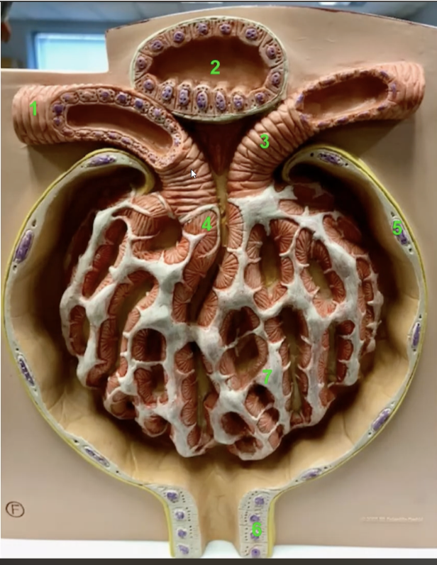 <p>what is 5 and what is it made of </p>