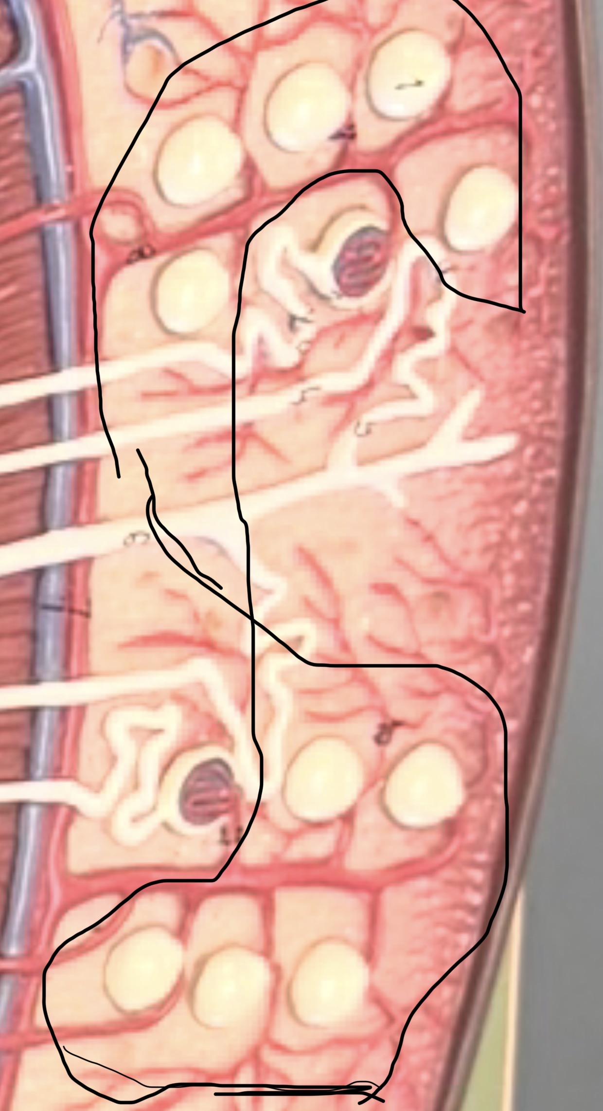 <p>corpuscle is a simple squamous tissue</p>