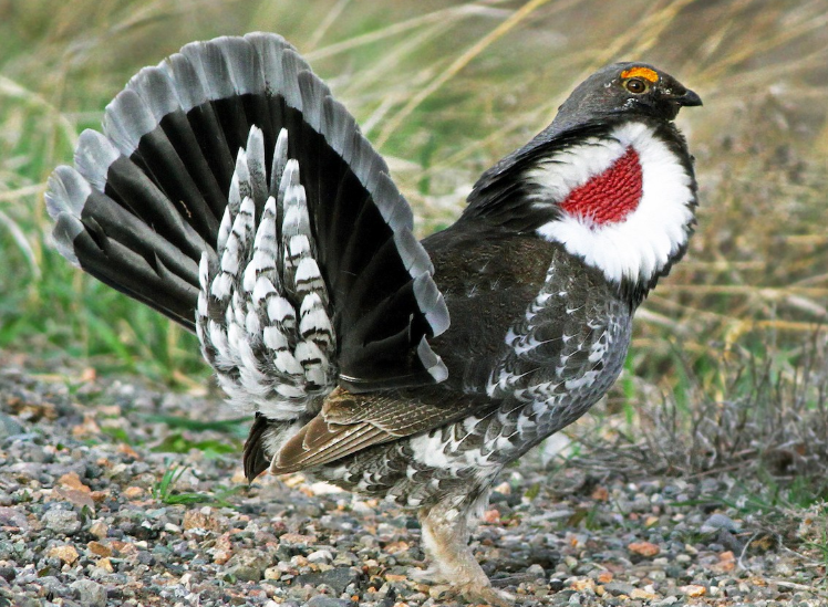 <p>females smaller than female sage grouse</p>