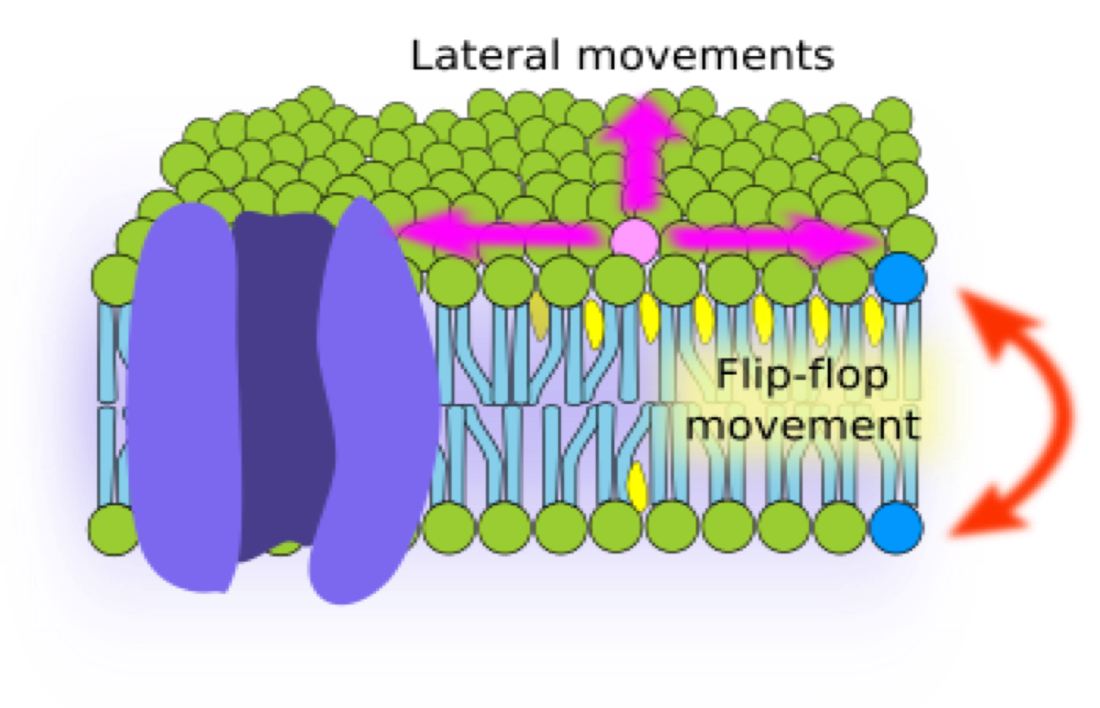 <ol><li><p>Solvent and permeability barrier </p></li><li><p>Lipids rapidly diffuse <strong>laterally</strong> in membranes </p></li><li><p>Transverse diffusion (flip-flopping) = very slow and unlikely to happen </p></li></ol><p></p>