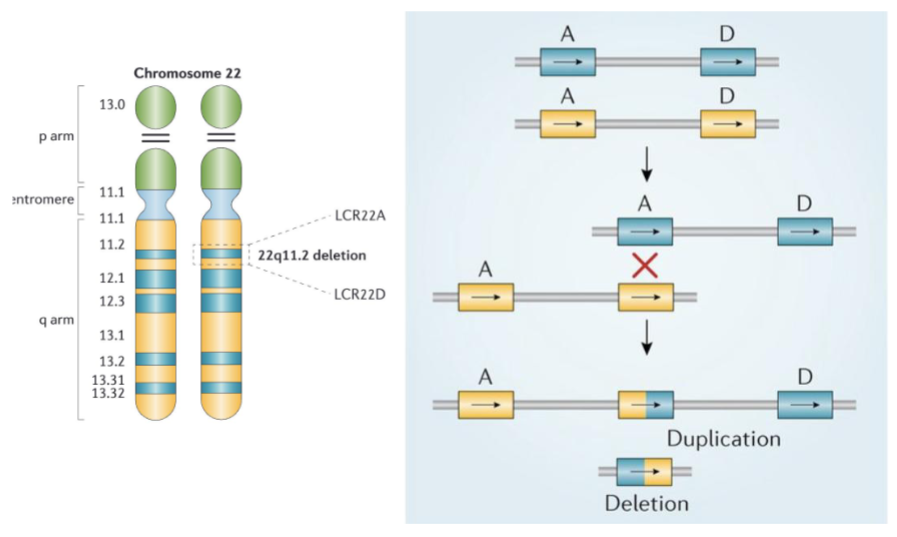 <p><strong><em><u>Non-allelic Homologous Recombination (NAHR)</u></em></strong></p><p></p><p>Occurs when DNA segments with <strong><em><u>similar sequences misalign</u></em></strong> during MEIOSIS</p><p>= <strong><em><u>Unequal Crossing-over </u></em></strong>==> recurrent del/dups</p><p></p><ul><li><p><strong><em><u>RESULTS IN RECIPRODAL DEL + DUP</u></em></strong></p></li></ul><p></p>
