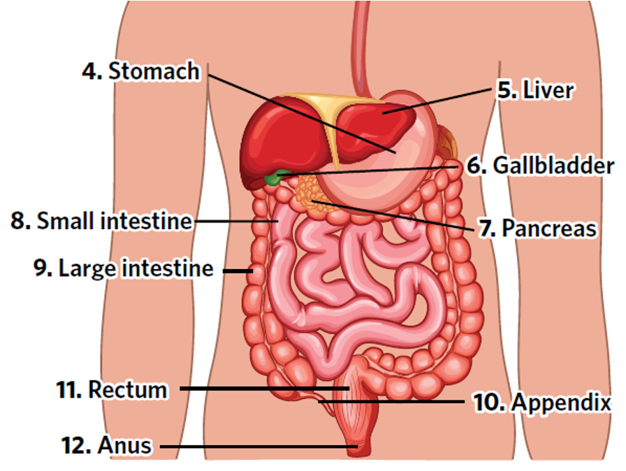 <p>digestive system process</p>